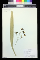 Oncidium maculatum image