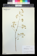 Oncidium flavovirens image