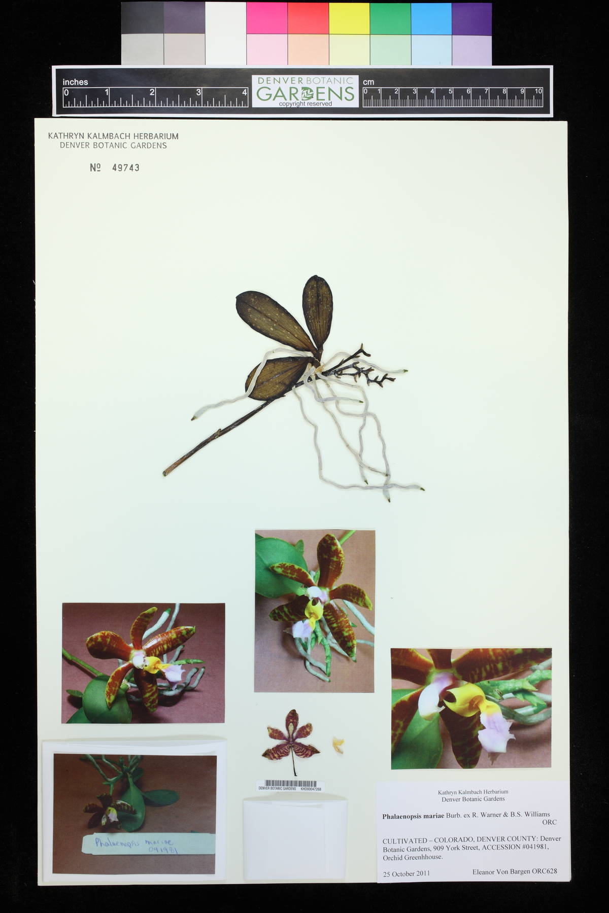 Phalaenopsis mariae image