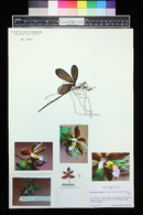 Phalaenopsis mariae image