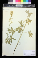 Aconitum columbianum image