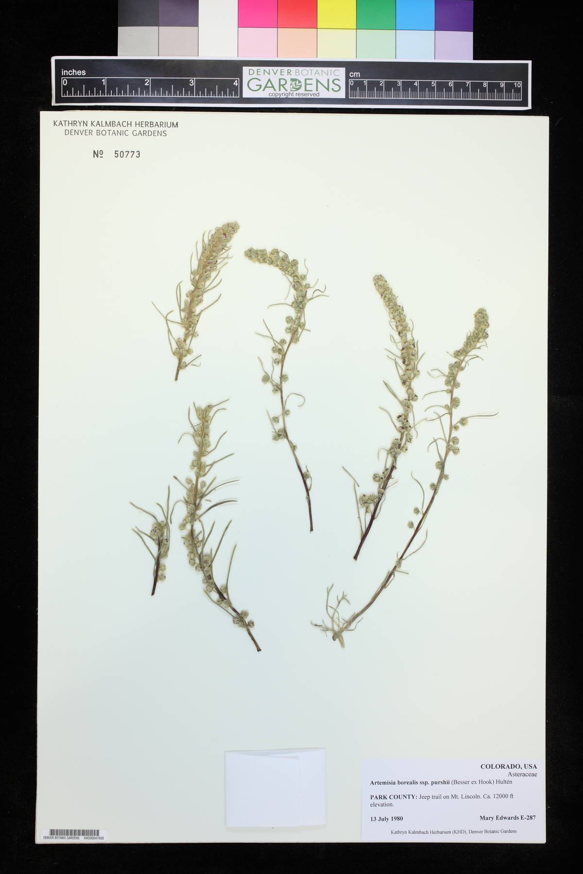 Artemisia borealis var. purshii image