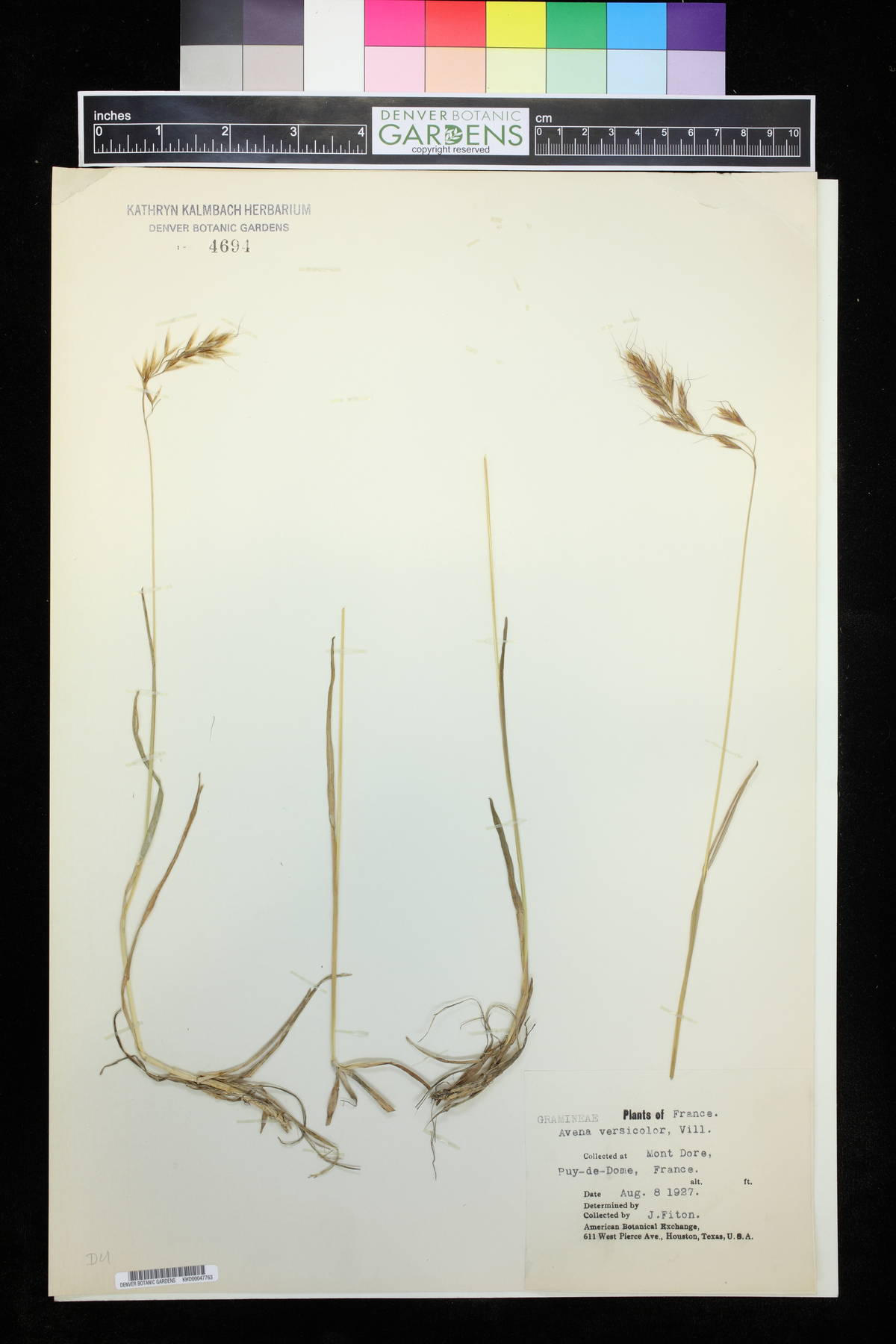 Helictotrichon pubescens image