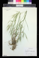 Bromus diandrus subsp. rigidus image