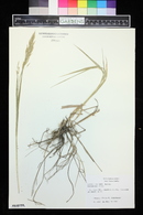 Bromus inermis image