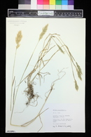 Bromus giganteus image