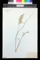 Calamagrostis canadensis image