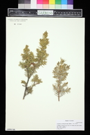 Juniperus communis subsp. alpina image