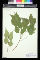 Celtis occidentalis image