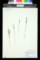 Alyssum desertorum image