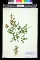 Thalictrum dasycarpum image