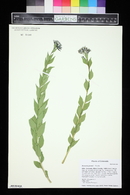 Amsonia jonesii image