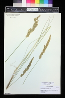 Calamagrostis stricta image