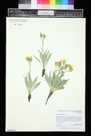 Crepis occidentalis image