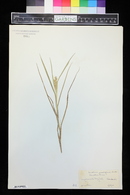 Cenchrus spinifex image