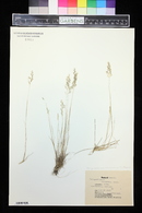Corynephorus canescens image