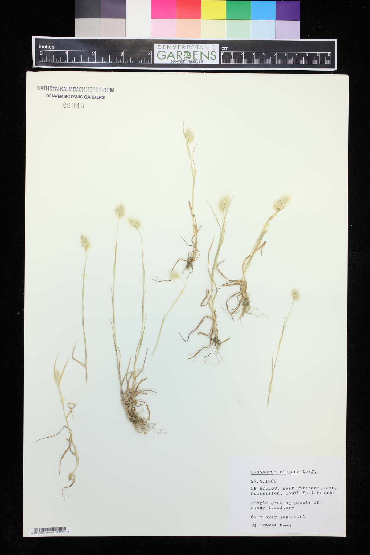Cynosurus elegans image