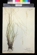 Danthonia epilis image