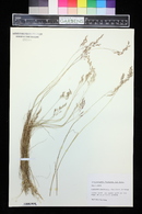 Deschampsia flexuosa image