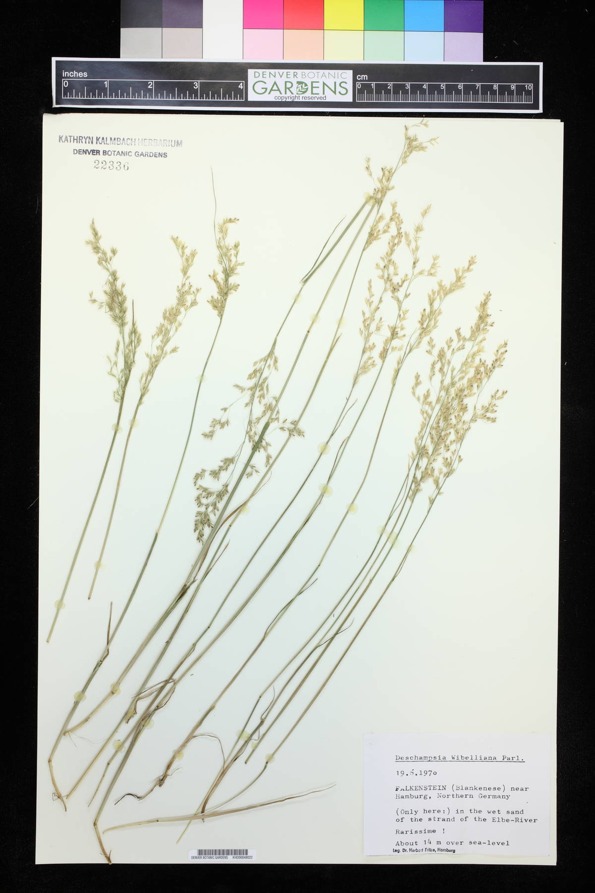 Deschampsia cespitosa subsp. paludosa image