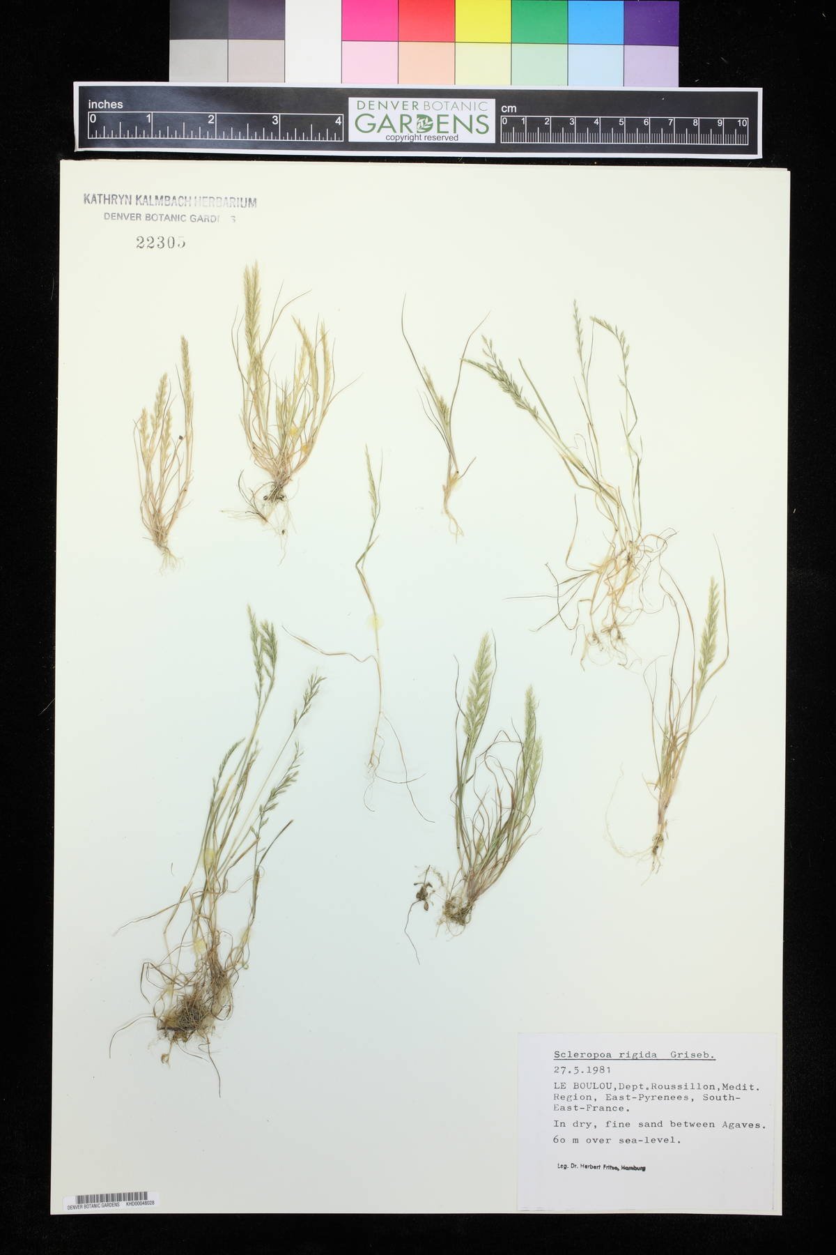 Catapodium rigidum image