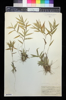Panicum ashei image