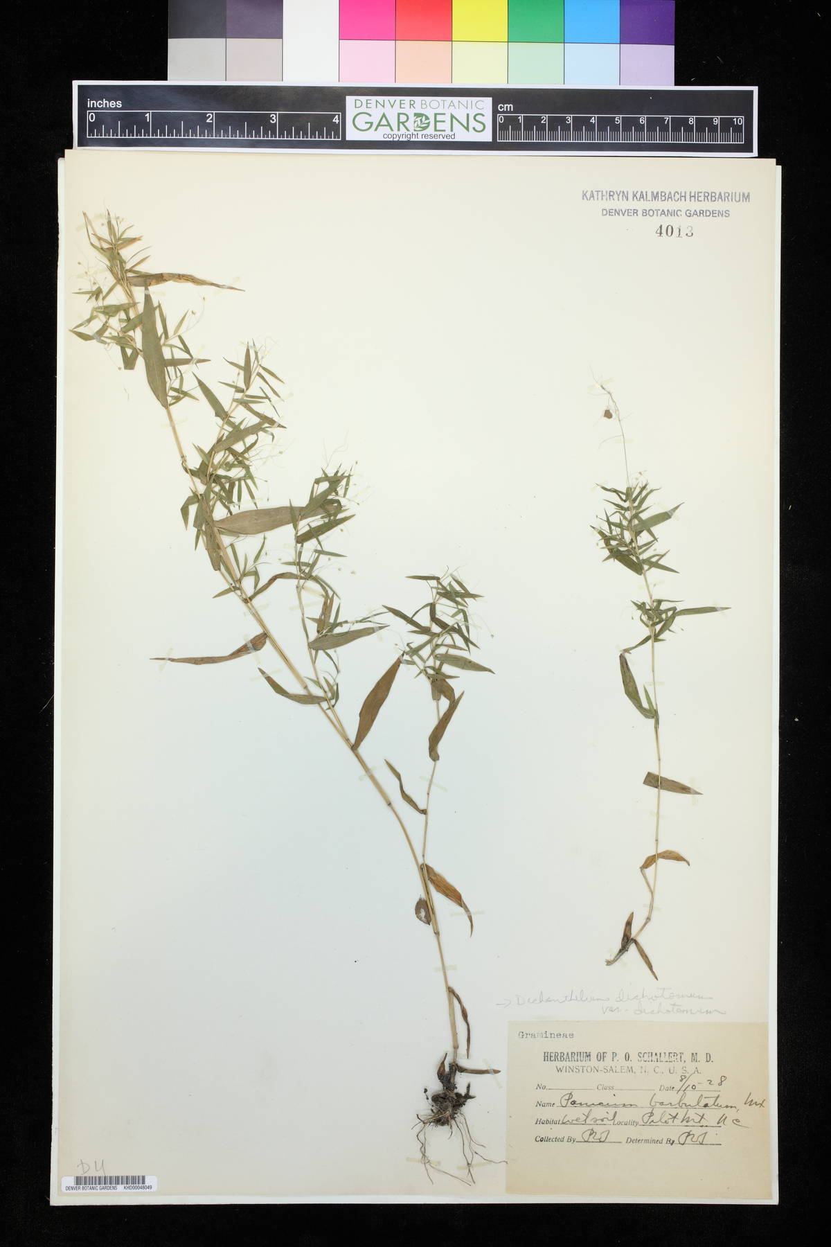 Panicum barbatulum image