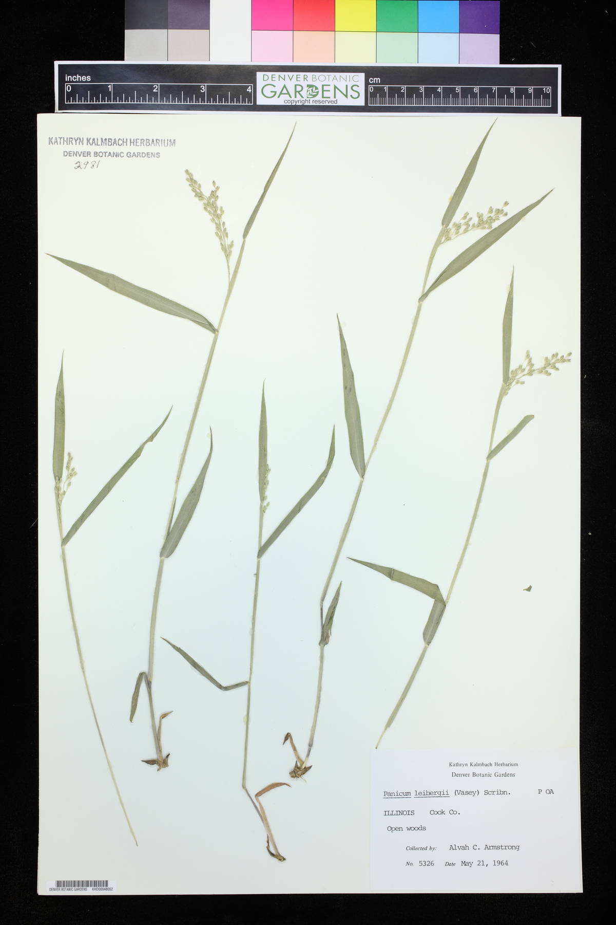 Panicum leibergii image