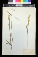 Panicum pseudopubescens image