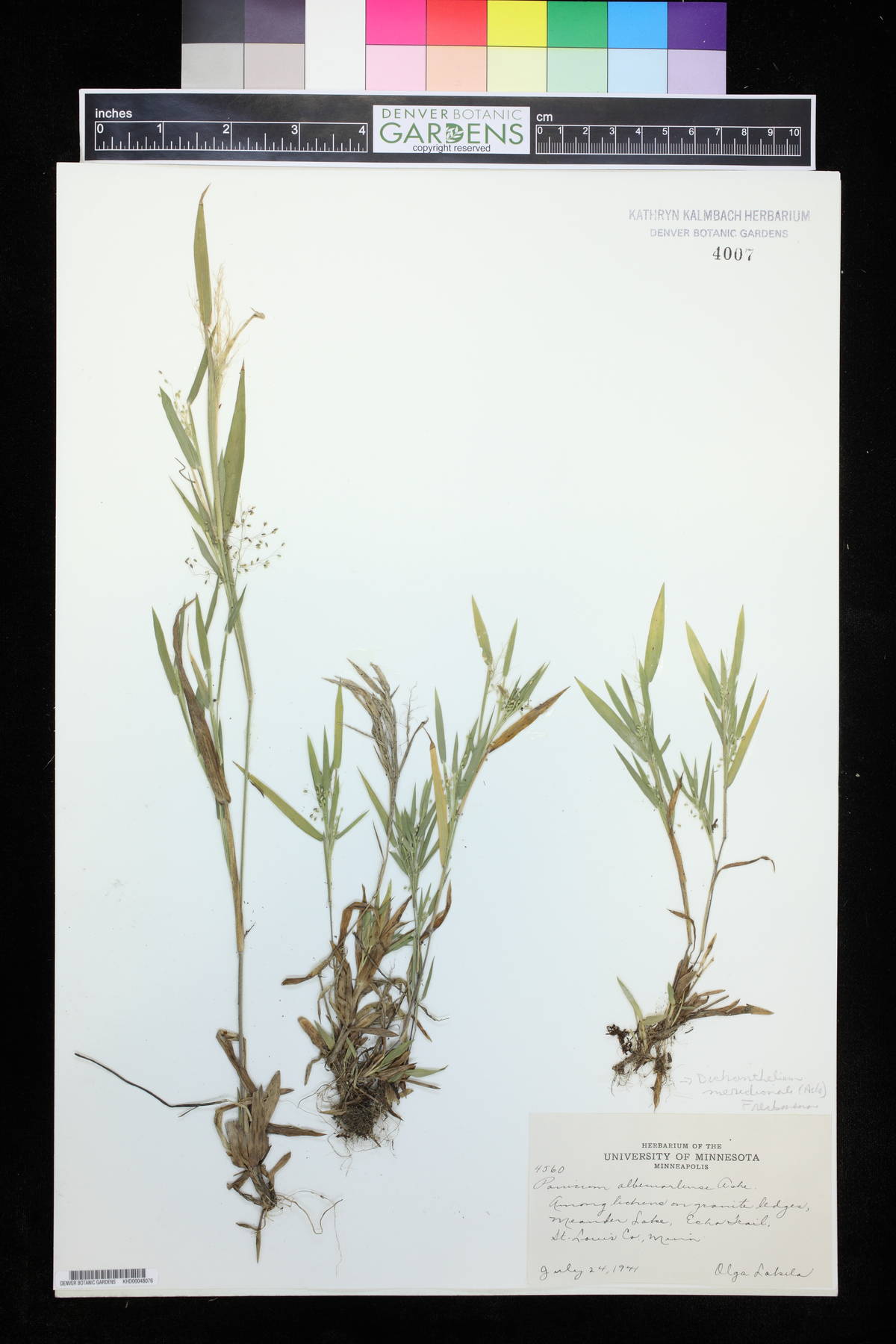 Panicum albemarlense image