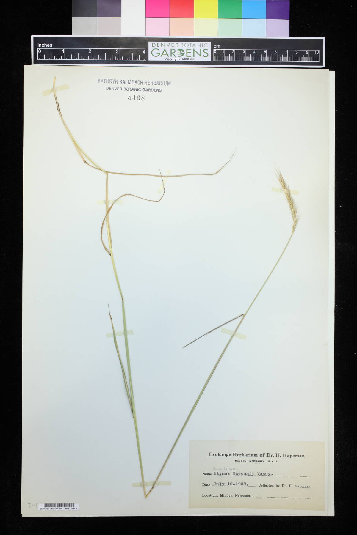 Elymus macounii image