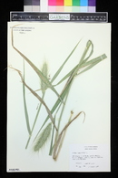 Elymus canadensis image