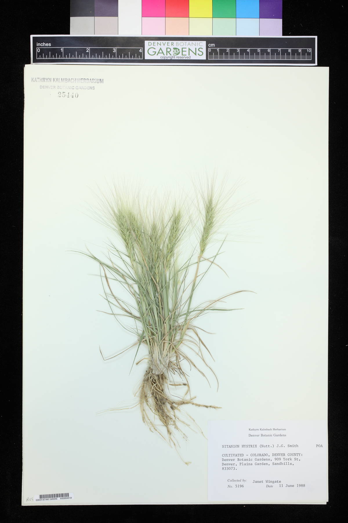 Elymus elymoides subsp. elymoides image