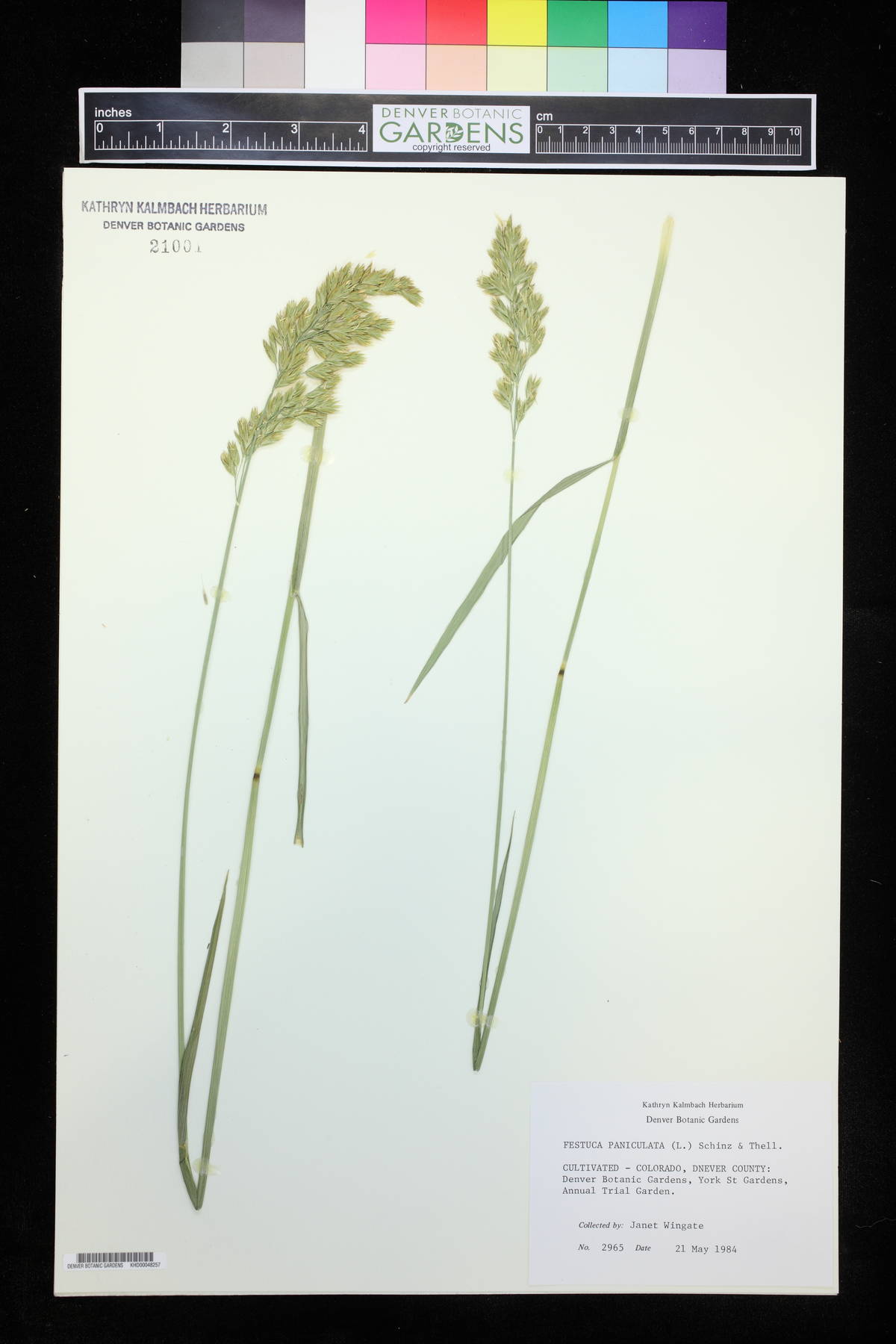 Festuca paniculata image