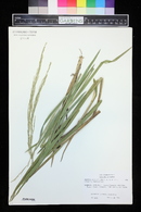 Glyceria septentrionalis image