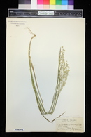 Image of Panicularia canadensis