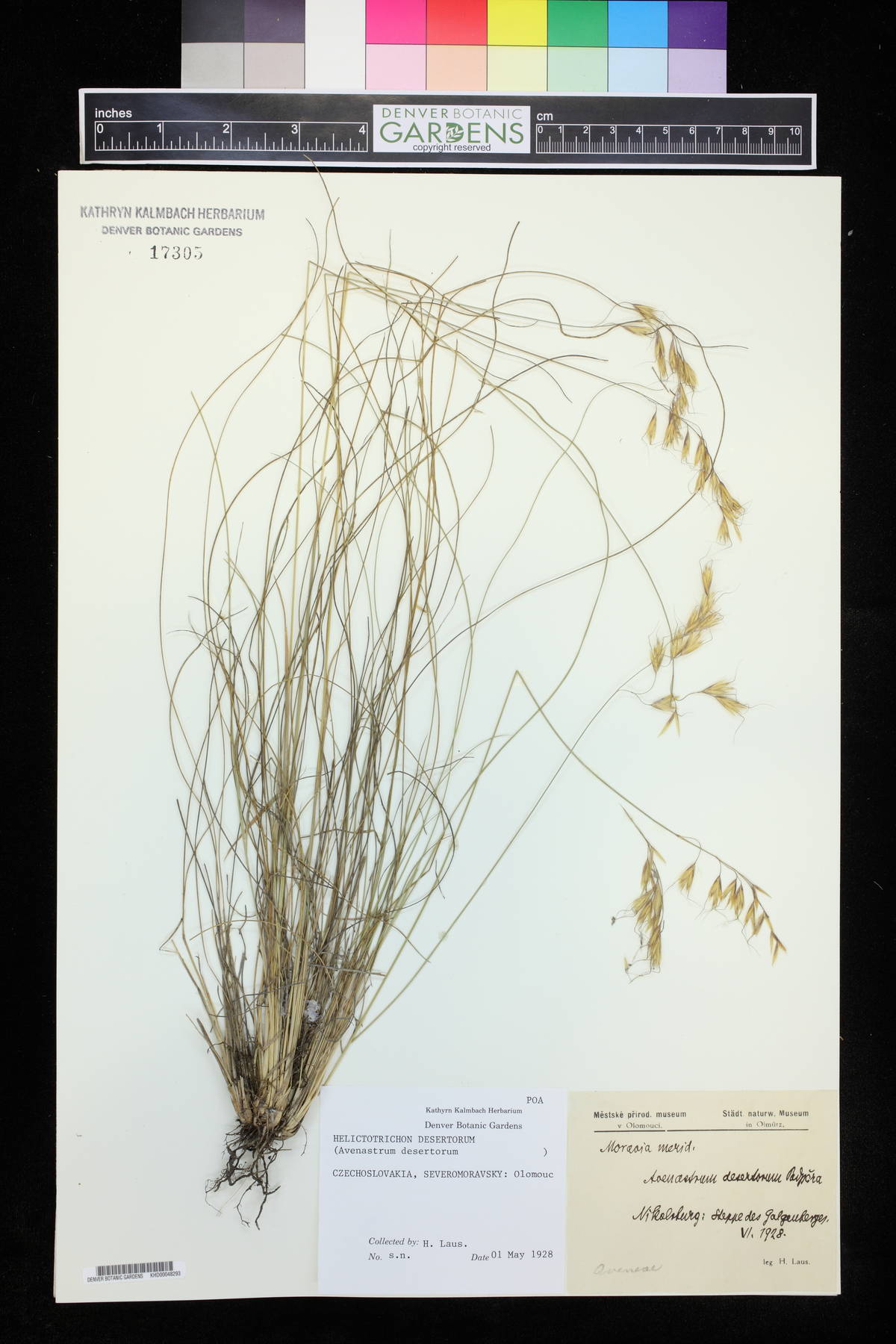 Helictotrichon desertorum image