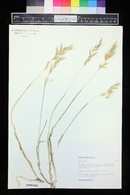Avena pubescens image