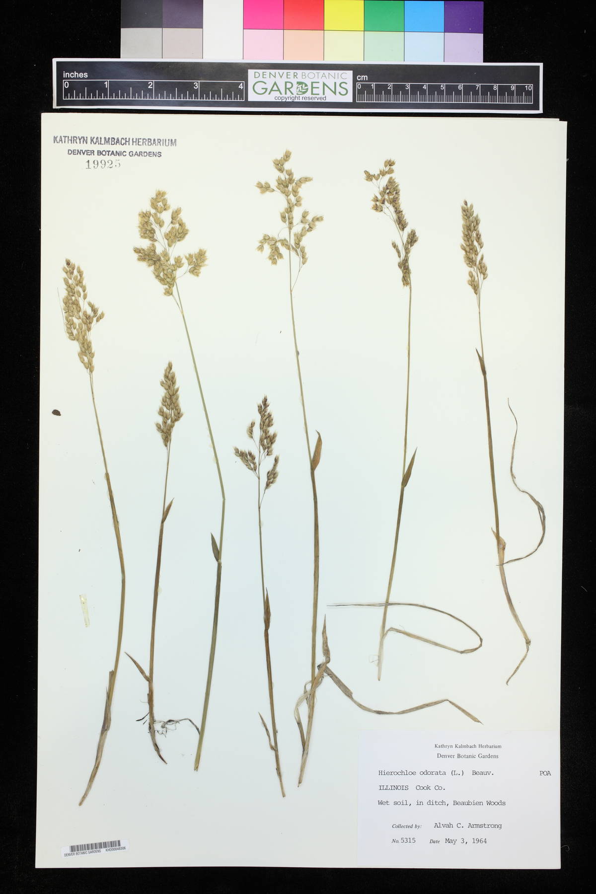 Anthoxanthum nitens image
