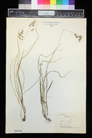 Hierochloe australis image