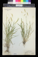 Hordeum pusillum image