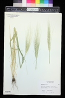 Hordeum vulgare image