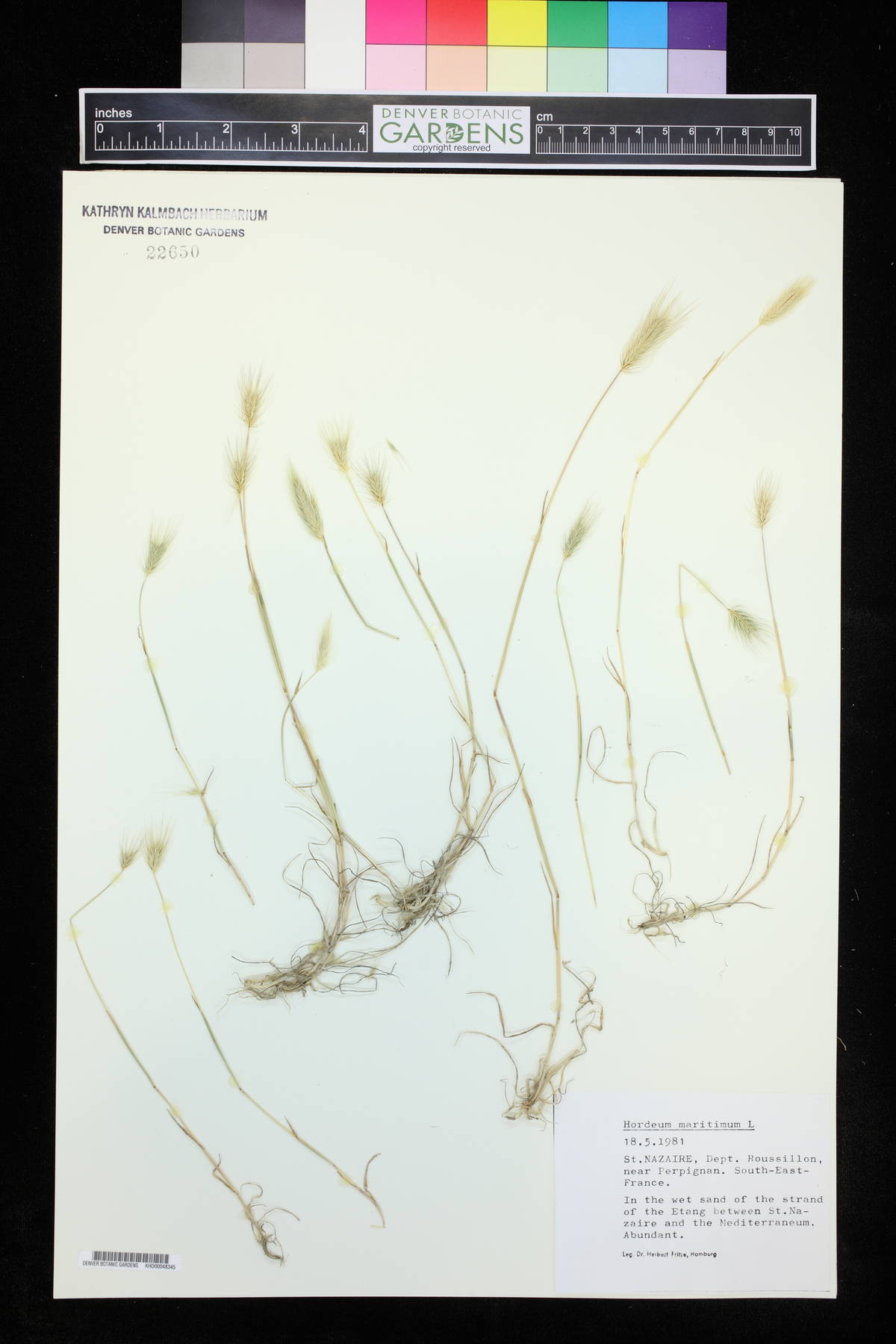 Hordeum marinum image