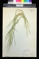 Leersia oryzoides image