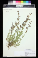 Penstemon cyanocaulis image