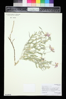 Oenothera latifolia image