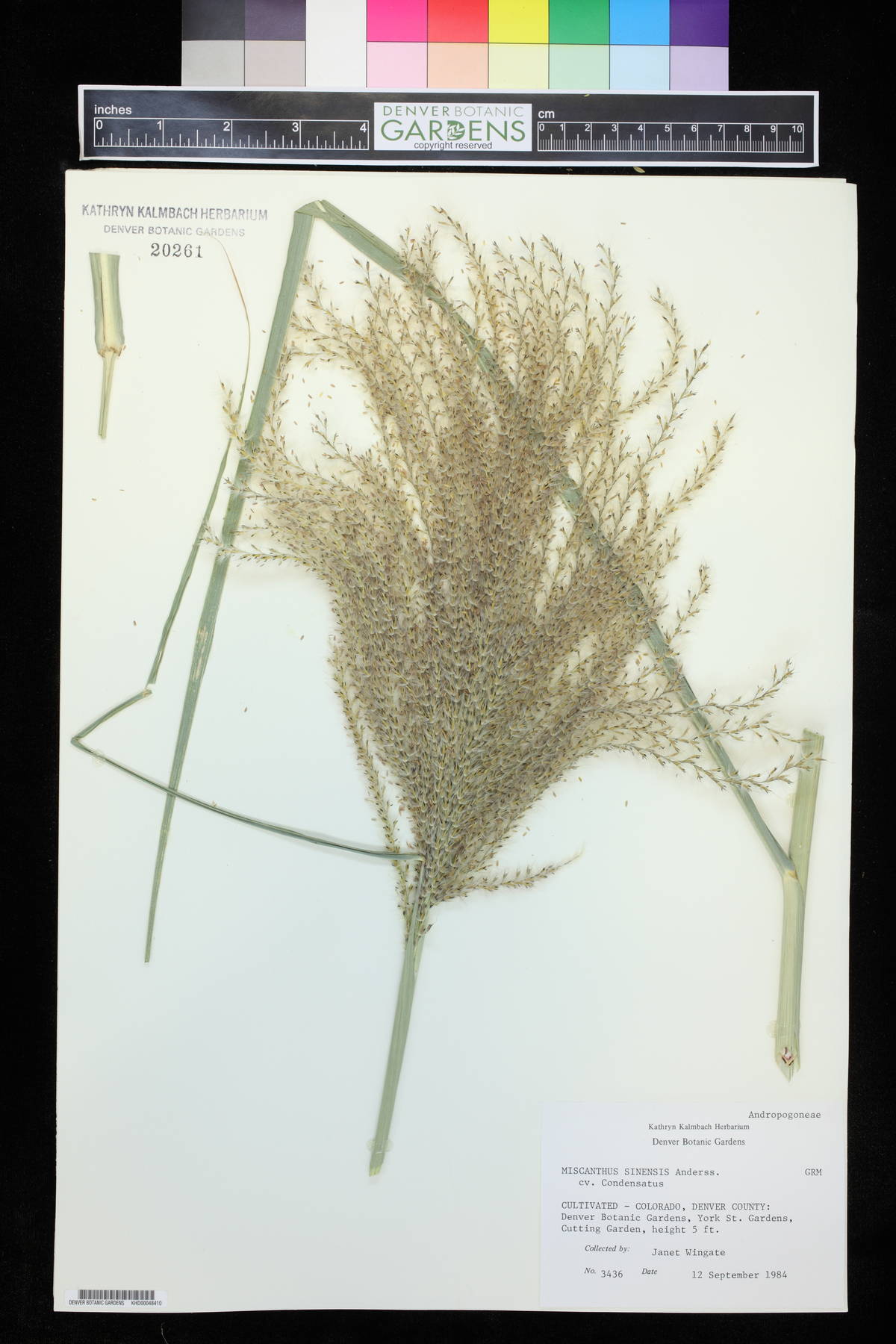 Miscanthus sinensis subsp. condensatus image