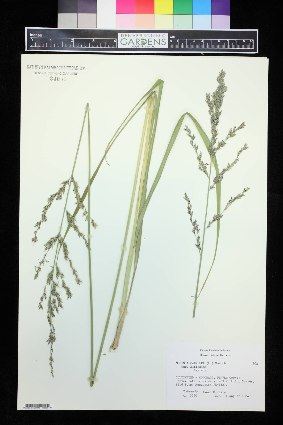 Molinia caerulea subsp. arundinacea image