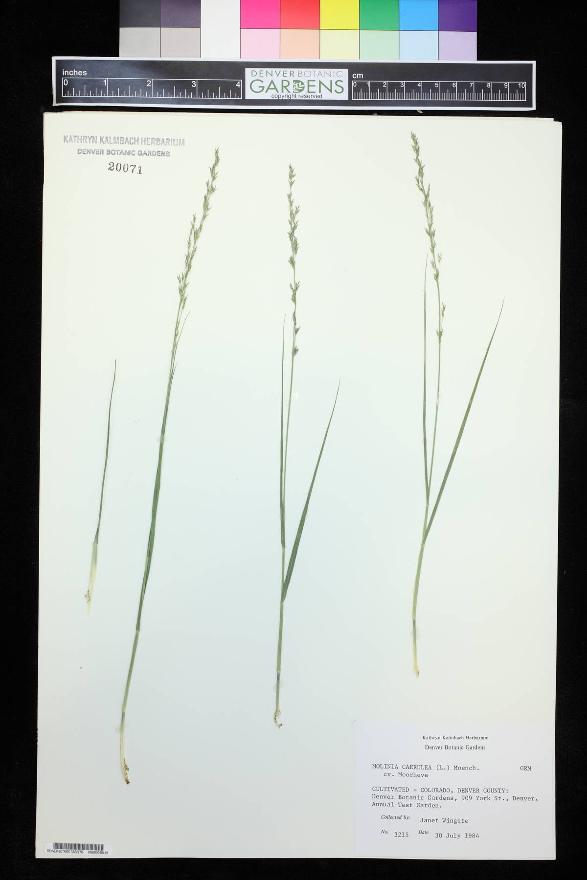 Molinia caerulea subsp. caerulea image