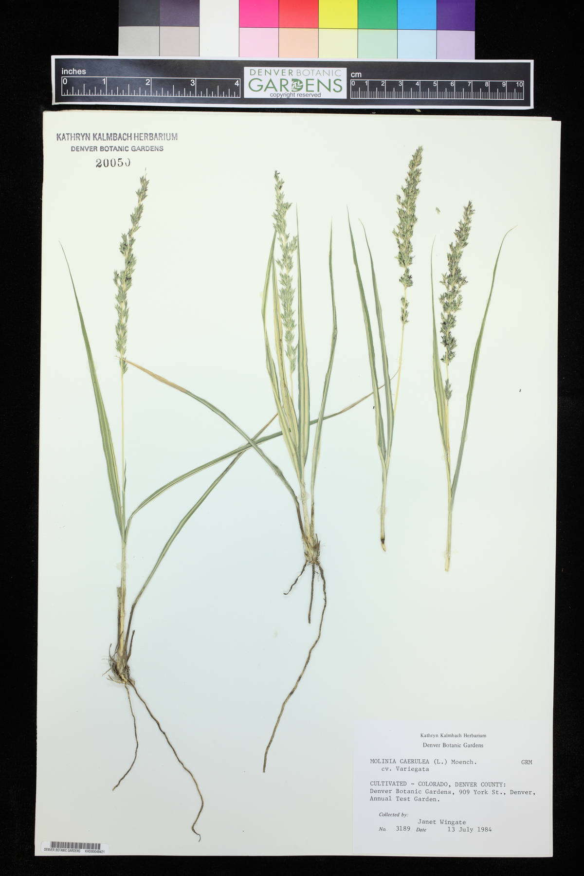 Molinia caerulea image